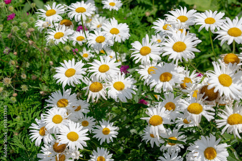 Selective focus of white flowers Leucanthemum maximum in the garden, Shasta daisy is a commonly grown flowering herbaceous perennial plant with the classic daisy appearance, Nature floral background. Selective focus of white flowers Leucanthemum maximum in the garden, Shasta daisy is a commonly grown flowering herbaceous perennial plant with the classic daisy appearance, Nature floral background.