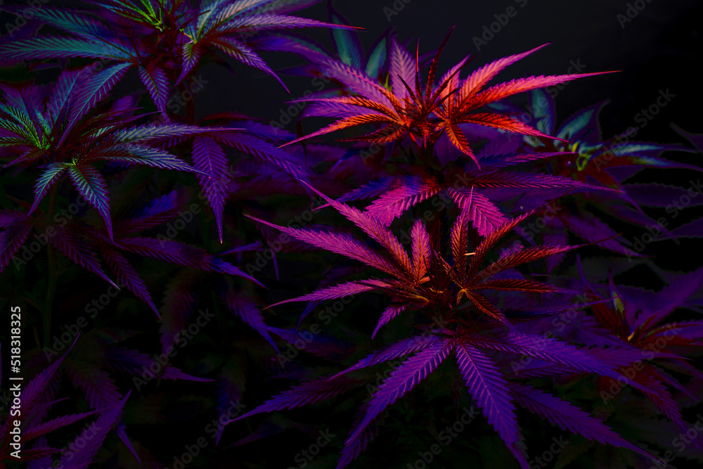 Cannabis tree with color light filltered on black background