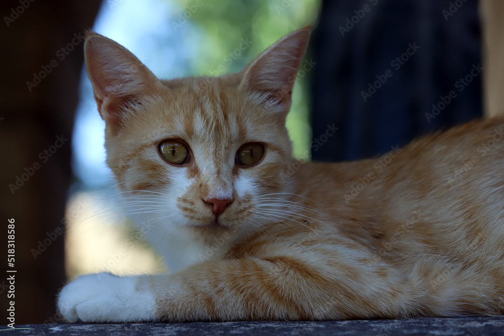 Naklejka premium portrait of a cat