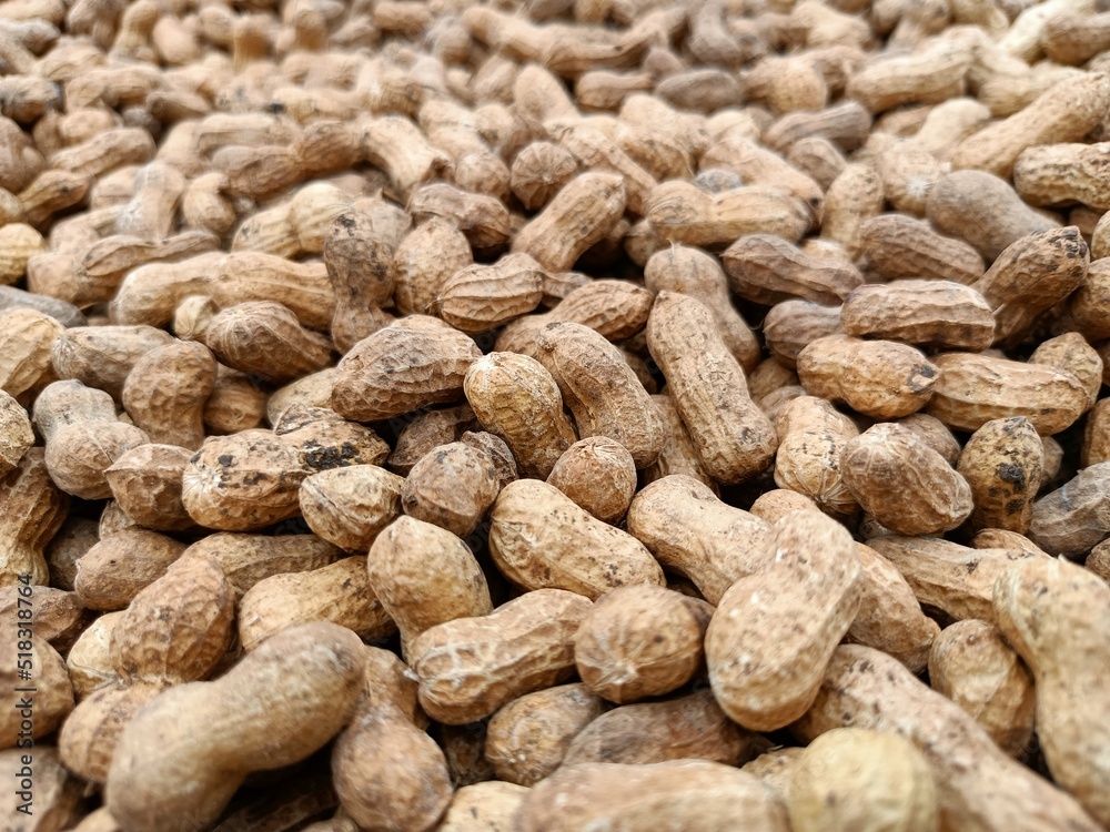Peanut pods, or peanut legume, harvest beans in hand, for selling Peanut pods, or peanut legume, harvest beans in hand, for selling