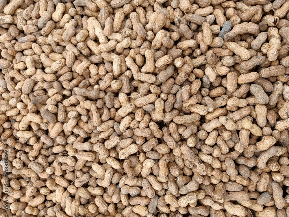 Peanut pods, or peanut legume, harvest beans in hand, for selling Peanut pods, or peanut legume, harvest beans in hand, for selling