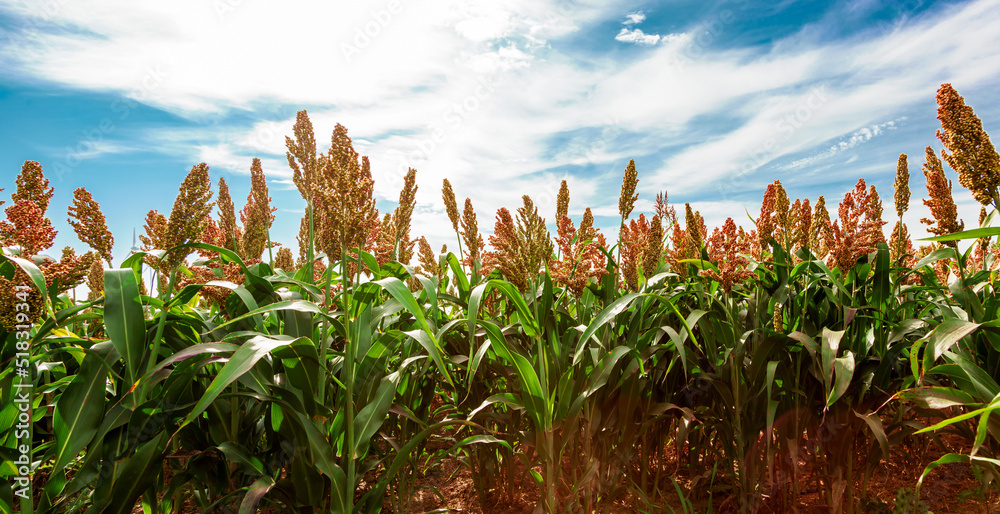 Biofuel and new boom Food, Sorghum Plantation industry. Field of Sweet Sorghum stalk and seeds. Millet field. Agriculture field of sorghum, named also Durra, Milo, or Jowari. Healthy nutrients Biofuel and new boom Food, Sorghum Plantation industry. Field of Sweet Sorghum stalk and seeds. Millet field. Agriculture field of sorghum, named also Durra, Milo, or Jowari. Healthy nutrients