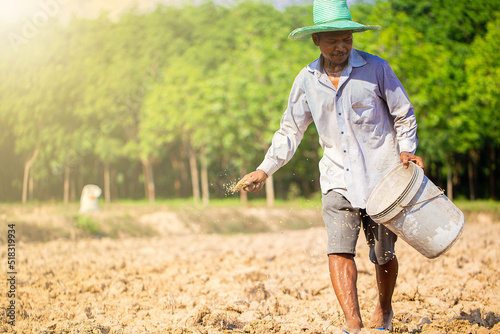 selective focus of Thai farmers are sowing paddy on wide fields. with copy space.