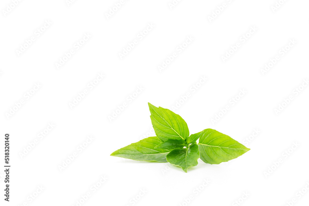 green basil cut or isolated on white background spices food and herbs green basil cut or isolated on white background spices food and herbs