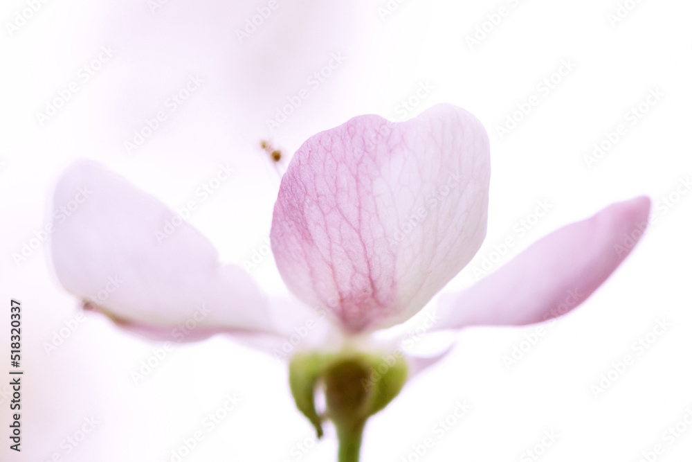 Obraz premium White delicate flower