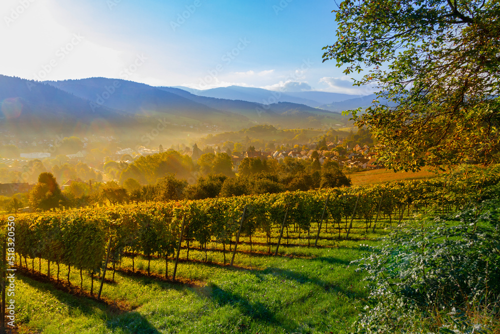 Naklejka premium Weinberge Sonnenaufgang Sonnenuntergang