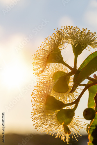 Several marri flowers with leaves against sky photo