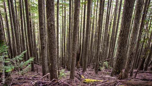Pacific Northwest Scenic Landscapes
