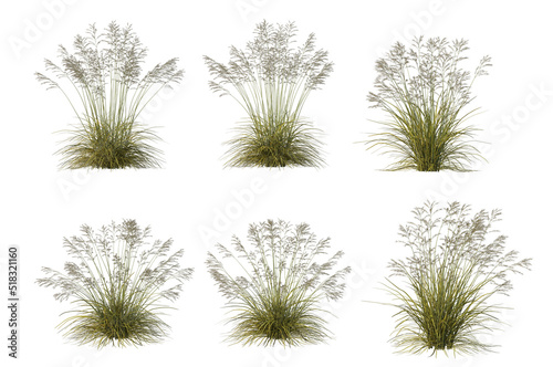 Grass and shrubs on a white background.