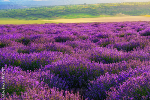 a lavender field blooms on a hill, a forest in the distance, the sunset shines yellow in the sky, a beautiful summer landscape