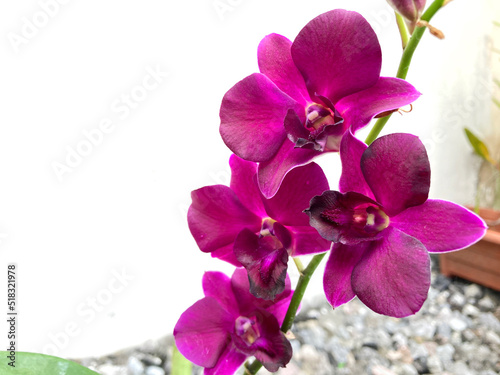 Pretty purple petals of Dendrobium orchid blooming on white background. Dendrobium panama red flower  isolated selective focus.