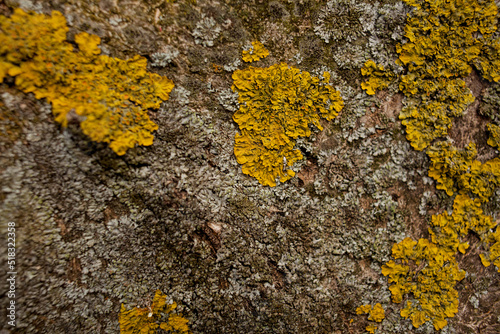 Yellow lichen on the bark of a chestnut tree, photo close-up.