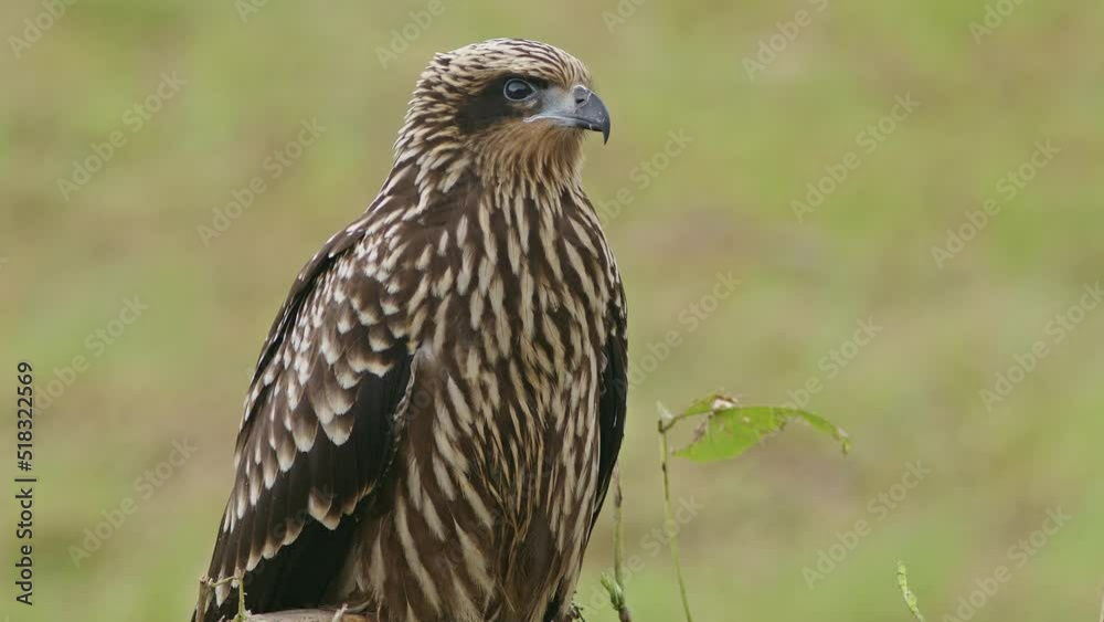 Black Kite Resting an Preening on the Ground. Black Kite Resting an Preening on the Ground.