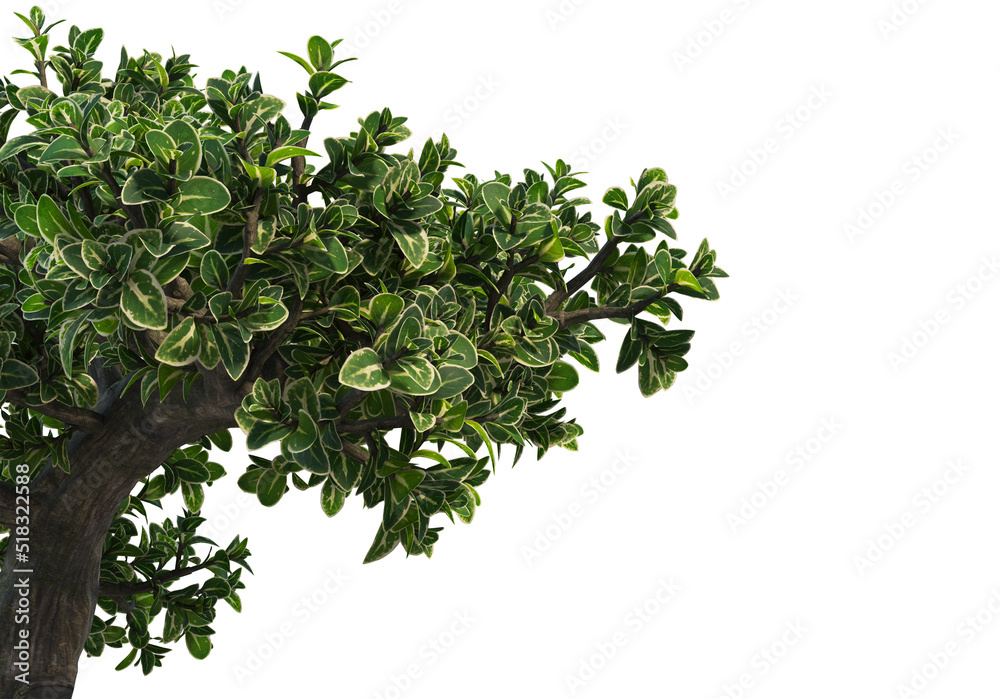 Bonsai on a white background. Bonsai on a white background.