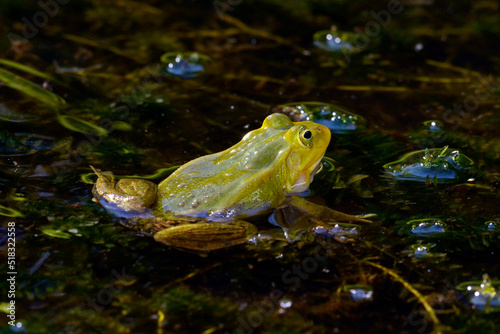 Kleiner Wasserfrosch // Pool Frog (Pelophylax lessonae) - Germany photo