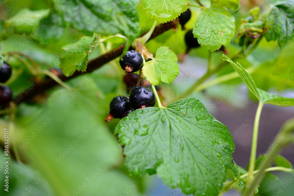 black currant on the bush with drops after rain, close-up black currant on the bush with drops after rain, close-up