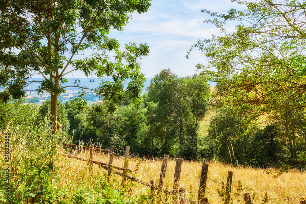 Nature filled with plants and trees in a forest or woods on a sunny day in Spring or Summer. View of beautiful farmland landscape in the countryside with a blue sky in the background.