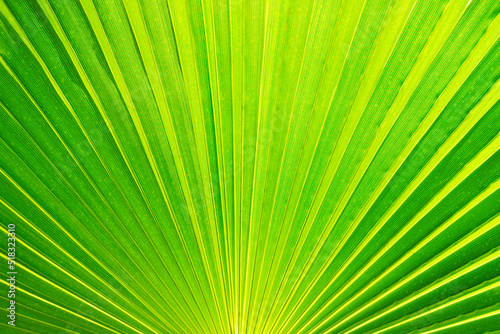 Close up green palm leaf texture. Natural tropical concept.