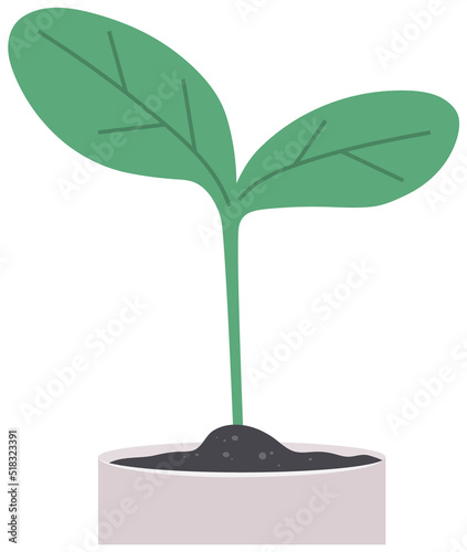 Houseplant, green sprout in white pot. Plant for experiments and research isolated on white background. Plastic container, sprig in ground. Bush with leaves and trunk. Potted plant for home decoration photo