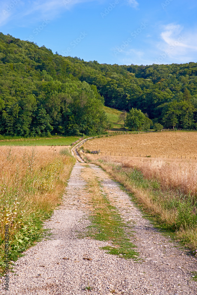 Dirt road on a farm land leading into a green forest with blue sky background. Rough path with a yellow wheat field on a sustainable agriculture farmland. Empty farming grassland by the countryside
