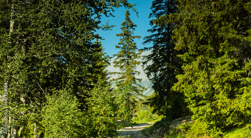 Wallpaper Mural Mountain landscape, Durmitor National Park,June, Croatia Torontodigital.ca