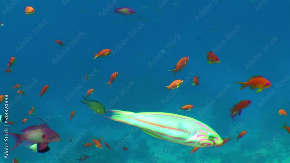 Male and female Sea goldie or Lyretail Anthias (Pseudanthias squamipinnis) feed on plankton against a background of blue water, medium shot. Male and female Sea goldie or Lyretail Anthias (Pseudanthias squamipinnis) feed on plankton against a background of blue water, medium shot.