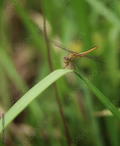 dragonfly on a leaf © Abdul Rahman