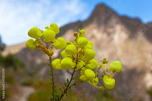 Yellow Slipper (Calceolaria) flowers on the mountains background, Andes, Ollataytambo, Peru photo