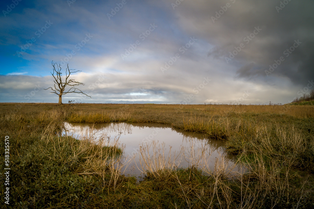 Dead Tree Somerset Salt Marsh