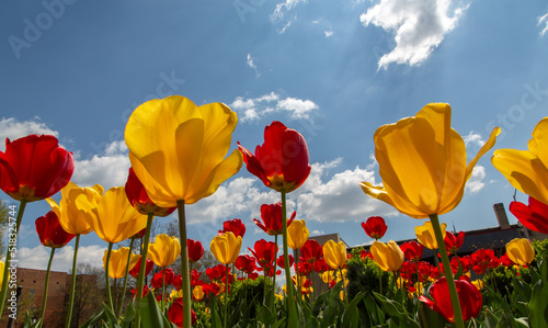 red and yellow tulips