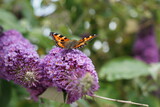 Tortoiseshell Butterfly, (Aglais uticae) on Buddleja davidii (summer lilac), Lothersdale