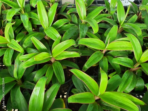 Cordyline termialis is a small, straight, rounded brown trunk tree. Green leaves with pink edges are commonly grown as ornamental plants to add beauty to the garden.