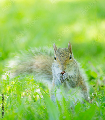 squirrel on the grass © Robert