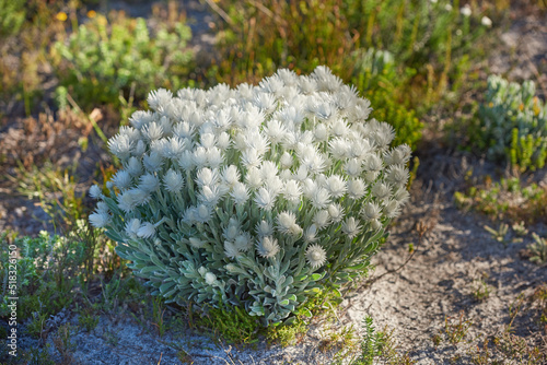 White everlastings, or syncarpha, growing outside in their natural habitat. Plant life and vegetation growing and thriving on mountain terrain in a lucious and protected nature conservation area photo