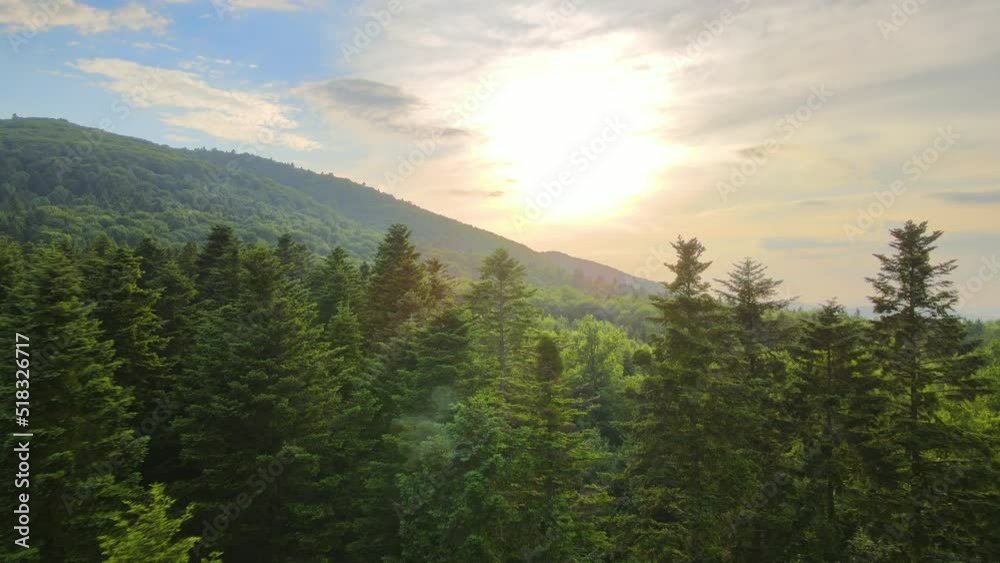 Aerial view of green pine forest with dark spruce trees. Nothern woodland scenery from above Aerial view of green pine forest with dark spruce trees. Nothern woodland scenery from above