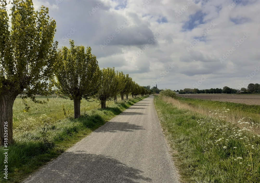 a countryroad with pollard willows in the dutch countryside in springtime and a sky full of big clouds