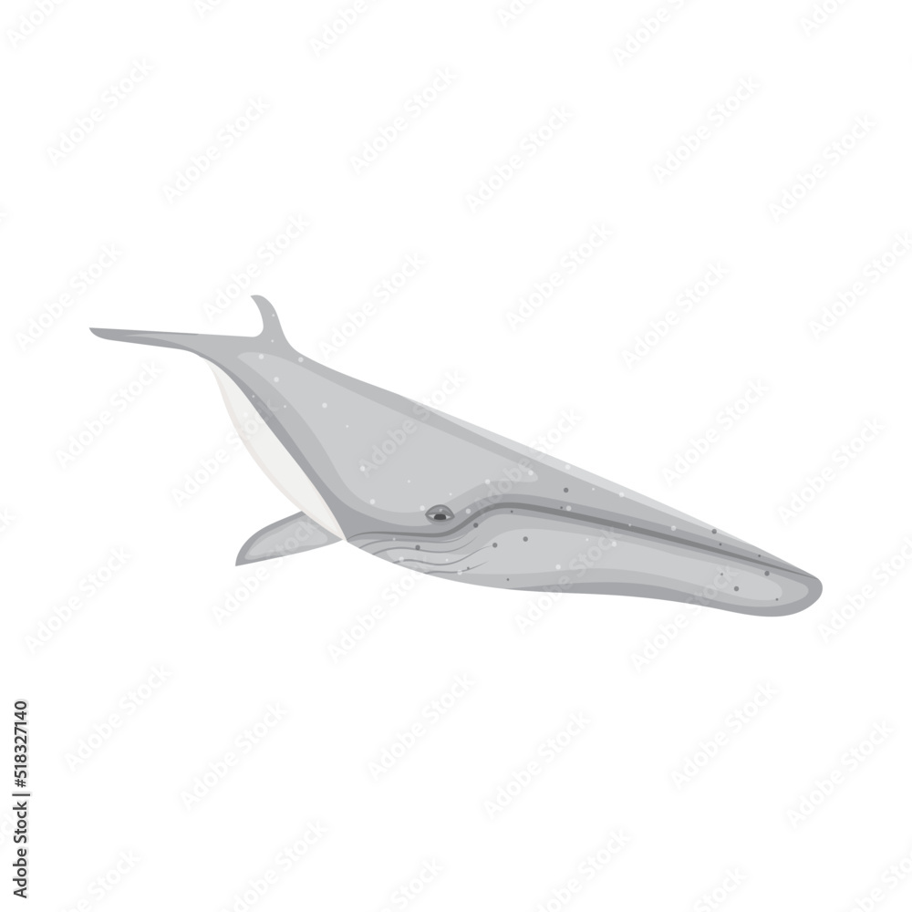 Fototapeta premium gray whale icon