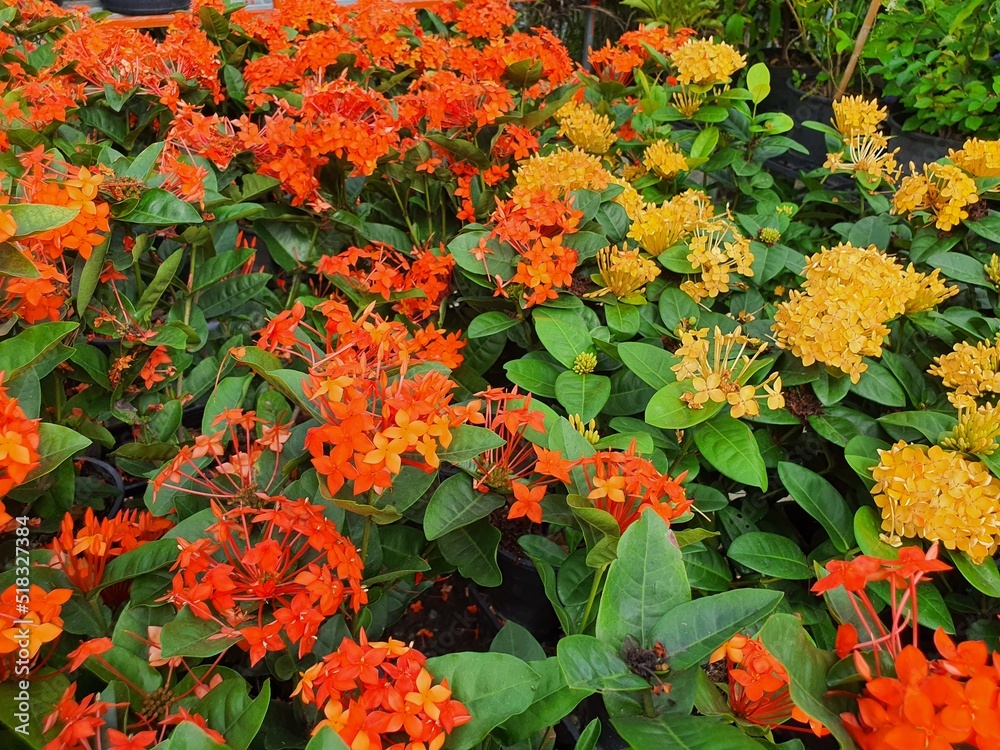 Ixora a shrub that blooms in bunches, comes in a variety of colors and has medicinal value. And there is also an Asian tradition that brings flowers to the pedestal. trayTeacher's day observation