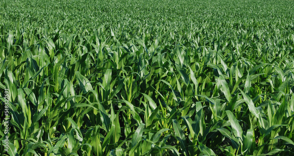 Close up corn field texture Close up corn field texture