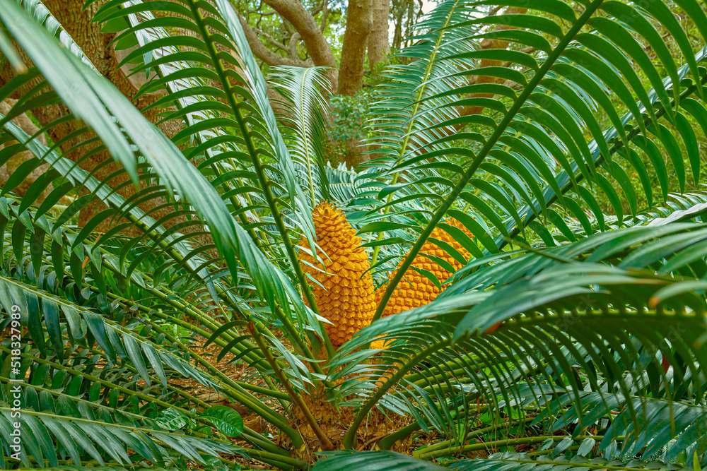Vibrant and large green cycad growing and thriving in a lush botanical garden on a sunny day in spring. Closeup of a big leafy plant species blooming in a natural and protected forest environment Vibrant and large green cycad growing and thriving in a lush botanical garden on a sunny day in spring. Closeup of a big leafy plant species blooming in a natural and protected forest environment