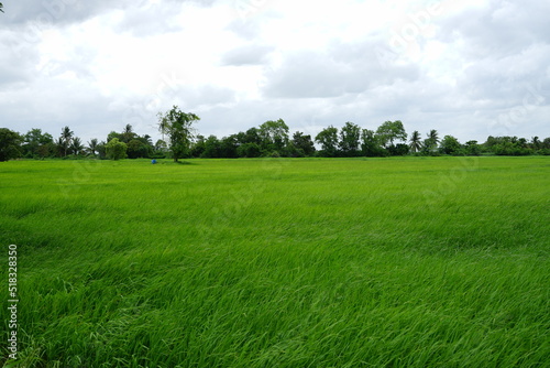 The beauty of green rice fields