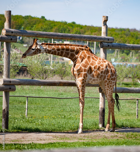 Giraffe near a wooden fence