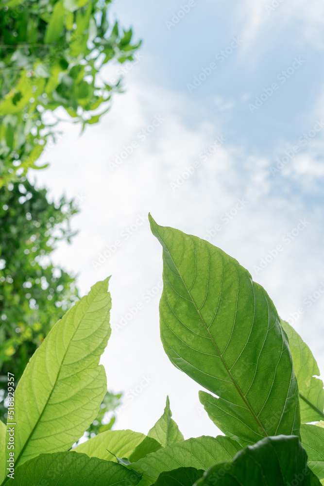Fototapeta premium Pisonia grandis tropical leaf tree on white background