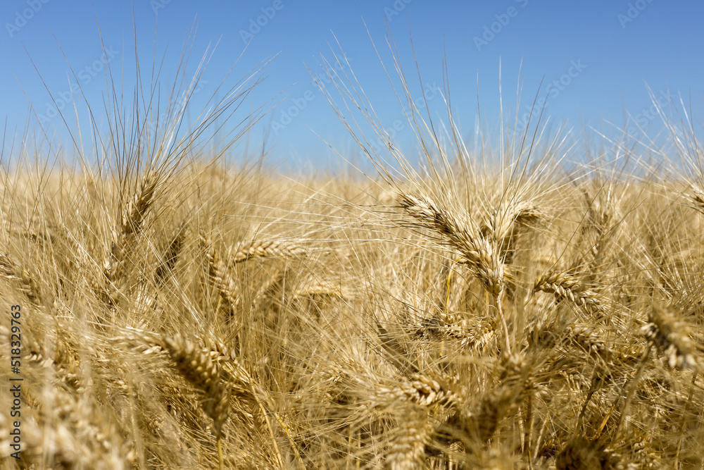 Agriculture et ressources alimentaires - gros plan sur des épis de blé dans un champ de céréales avant la moisson Agriculture et ressources alimentaires - gros plan sur des épis de blé dans un champ de céréales avant la moisson