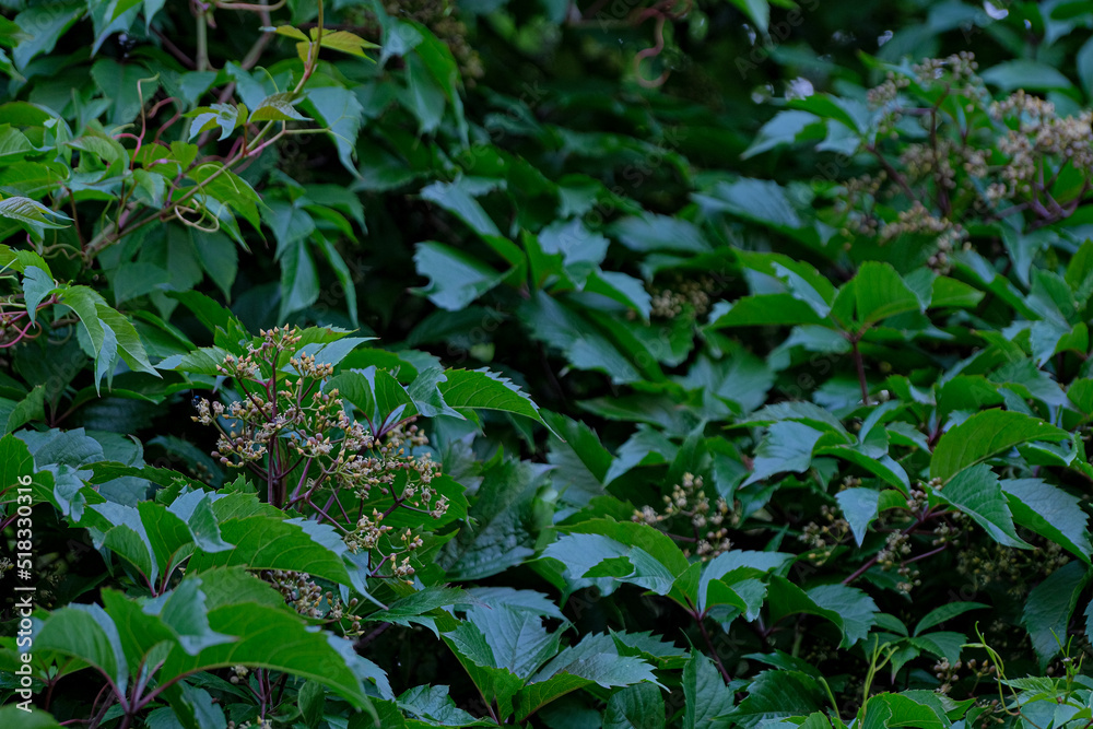 Vine of wild grape Parthenocissus. soft green color of leaves of wild grapes with ripening clusters of flower-bearing brushes Vine of wild grape Parthenocissus. soft green color of leaves of wild grapes with ripening clusters of flower-bearing brushes