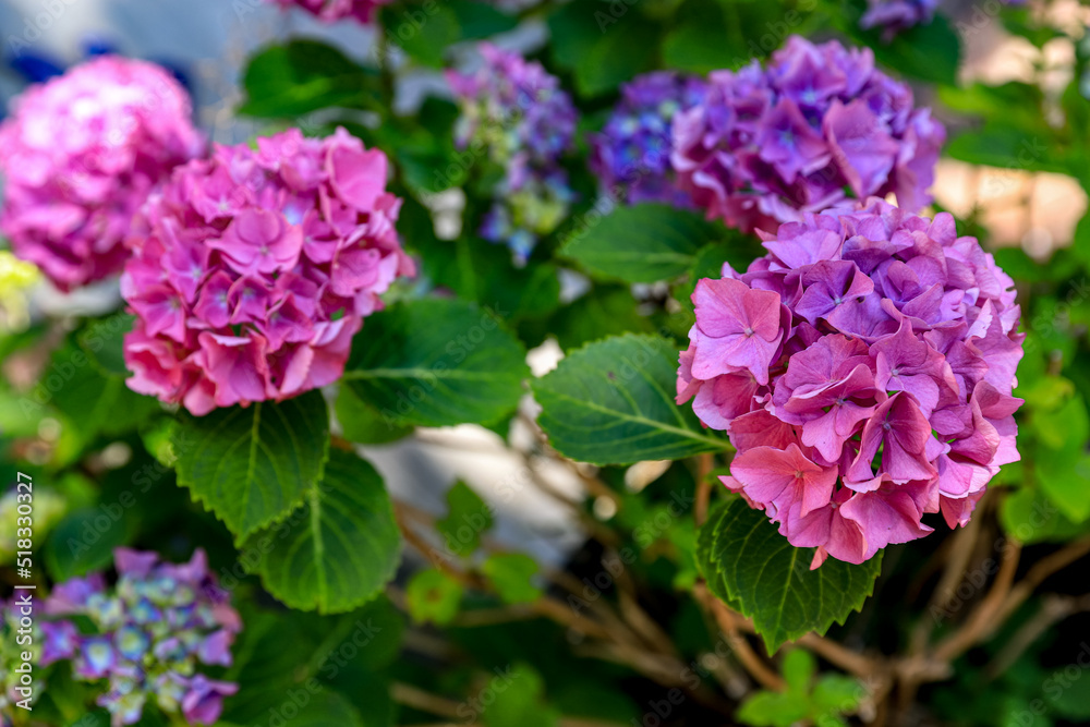 Pink and lilac Hydrangea flowers bush in summer garden on a sunny day. Floral background Pink and lilac Hydrangea flowers bush in summer garden on a sunny day. Floral background