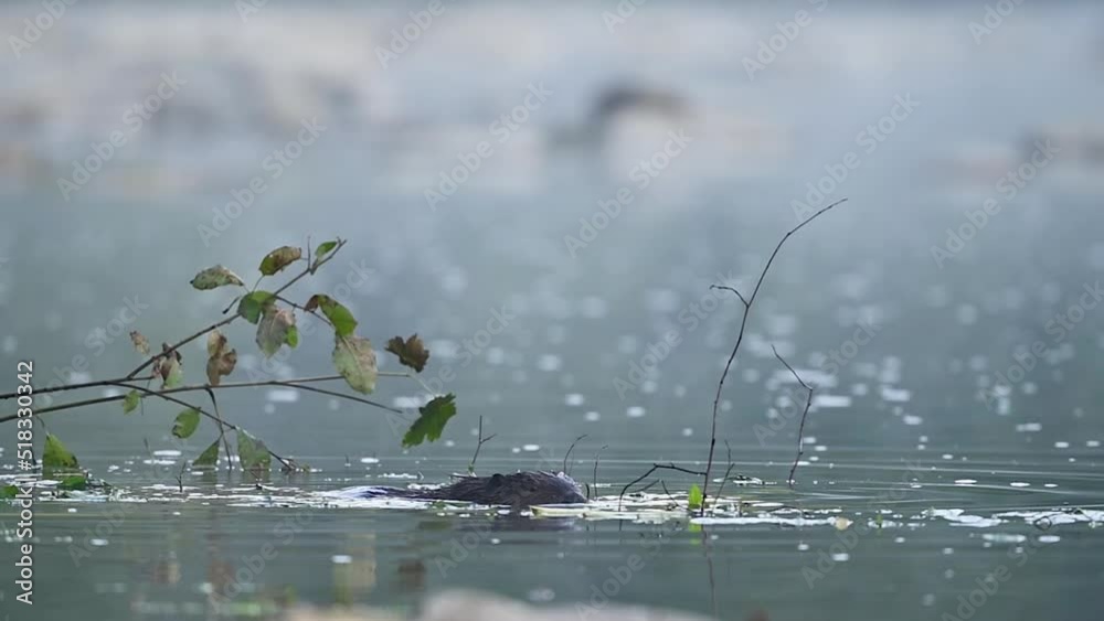 Eurasian beaver (Castor fiber), Carpathians, Bieszczady, Poland.