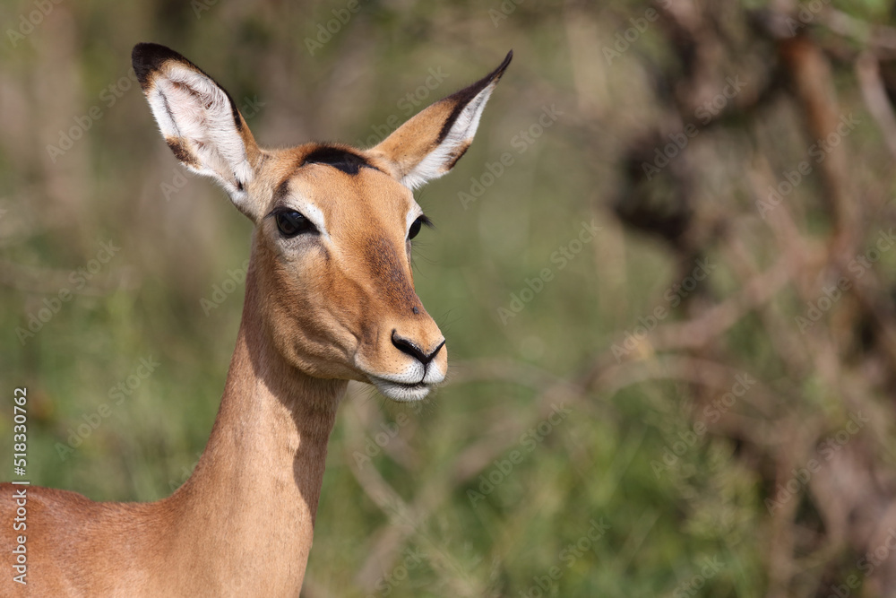 Schwarzfersenantilope / Impala / Aepyceros melampus