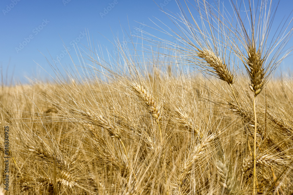 Agriculture et ressources alimentaires - gros plan sur des épis de blé dans un champ de céréales avant la moisson