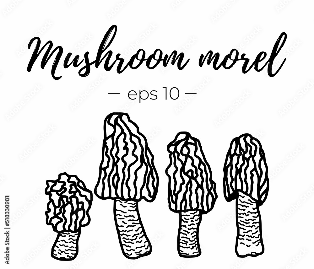 Morel mushrooms isolated sketch set Family of edible mushrooms spongy